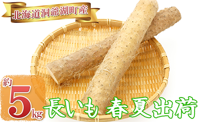 長いも（春夏出荷）約5kg ※5月上旬～7月下旬 順次出荷 野菜 野菜セット 