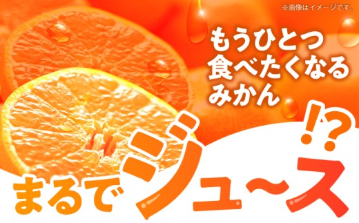 5kg【3回定期便】伊木力温州早生みかん5kg(ご家庭用、箱入り) / 伊木力 温州みかん みかん ミカン 蜜柑 佐瀬 諫早 多良見 長崎 早生　/ 末永果樹園 [AHBD011]
