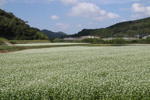 そば茶 1kg