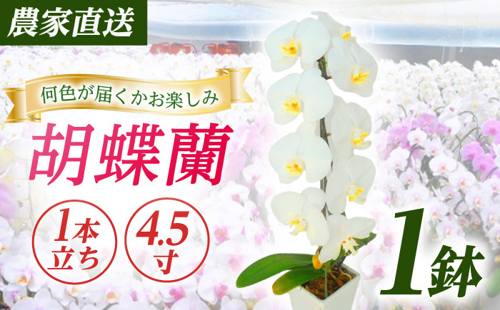 
            【1本立ち4.5寸】生産農家直送！ 胡蝶蘭 1鉢  洋蘭 蘭  鉢植 花 フラワー 植物 こちょうらん コチョウラン お花 生花 鉢花 鉢 ギフト お祝い お供え コチョウラン こちょうらん 冠婚葬祭 新築 開店 祝 ギフト プレゼント 贈答品 記念日 母の日 贈り物 母の日 誕生日 神奈川【足柄金太郎洋蘭園】開成町 [BDAB004]
          