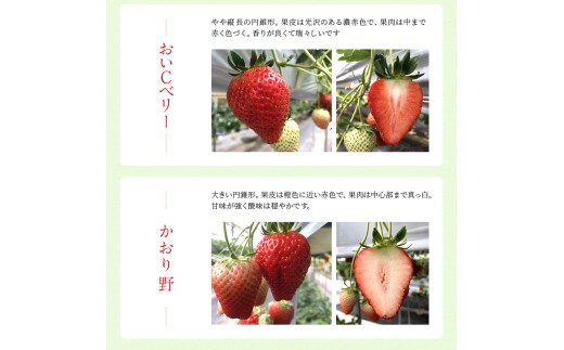 富津アクアファーム　冷凍完熟いちご 500g　いちご フルーツ 果物 完熟 ストロベリー ベリー 冷凍 アクアファーム おすすめ 数量限定 章姫 紅ほっぺ 真紅の美鈴 おいCベリー かおり野 ヨーグルト スムージー ジャム お菓子 おやつ 氷いちご 房総 千葉県 富津市
