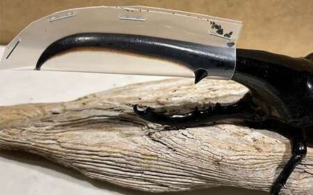 ヘラクレス 尾花沢市産 昆虫の王様 ヘラクレスオオカブト カブトムシ オス メス 成虫 2匹 約150mm (山形県産 )kb-blhap150