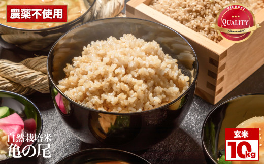 令和8年産 先行予約 自然栽培米 亀の尾 玄米 10kg | 米 自然栽培 玄米 亀の尾 銘柄米 幻の米 こめ ご飯 ごはん 長野県 飯田市 信州