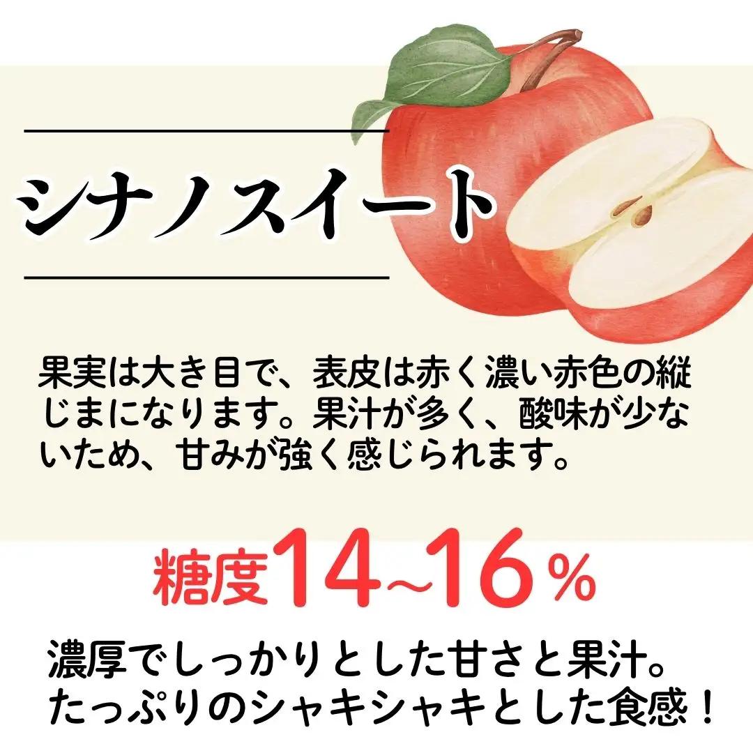りんご シナノスイート 5kg 10月上旬以降発送| 新潟県 佐渡市 松丘農園 りんご
