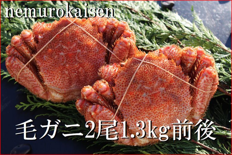 【北海道根室産】毛がに2尾(計1.3kg前後) D-57048