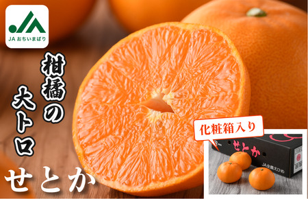 【先行予約】今治産 せとか 化粧箱 3L～L 10～15玉 とろけるやわらかな果肉が特徴 柑橘 [KC00630] 