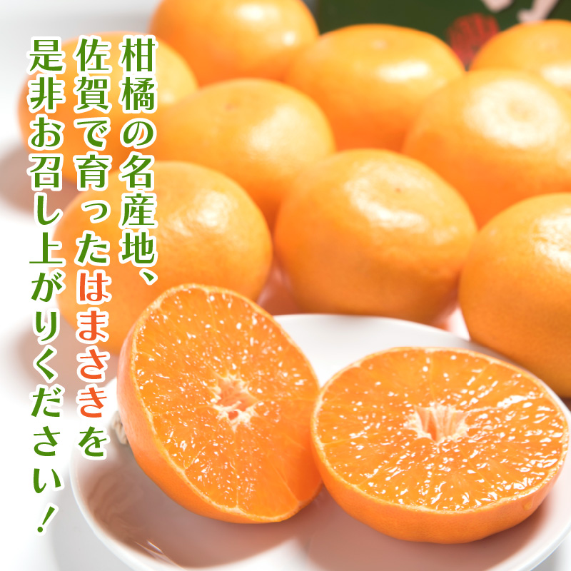 佐賀産 柑橘 「はまさき」 約1.5kg箱 (4-7玉) 147-B806