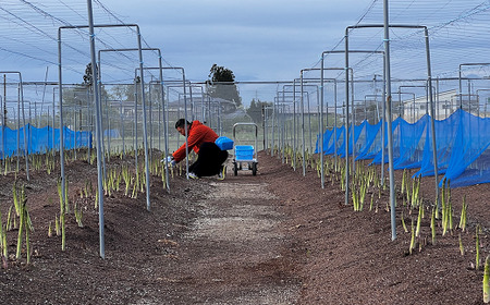 【令和7年産先行予約】 アスパラガス (春芽) 約1kg (2Lサイズ  約25～30本前後) 《令和7年5月～発送》 『生産者 紺野 幸陽』 グリーン 山形南陽産 山形県 南陽市 [2242]