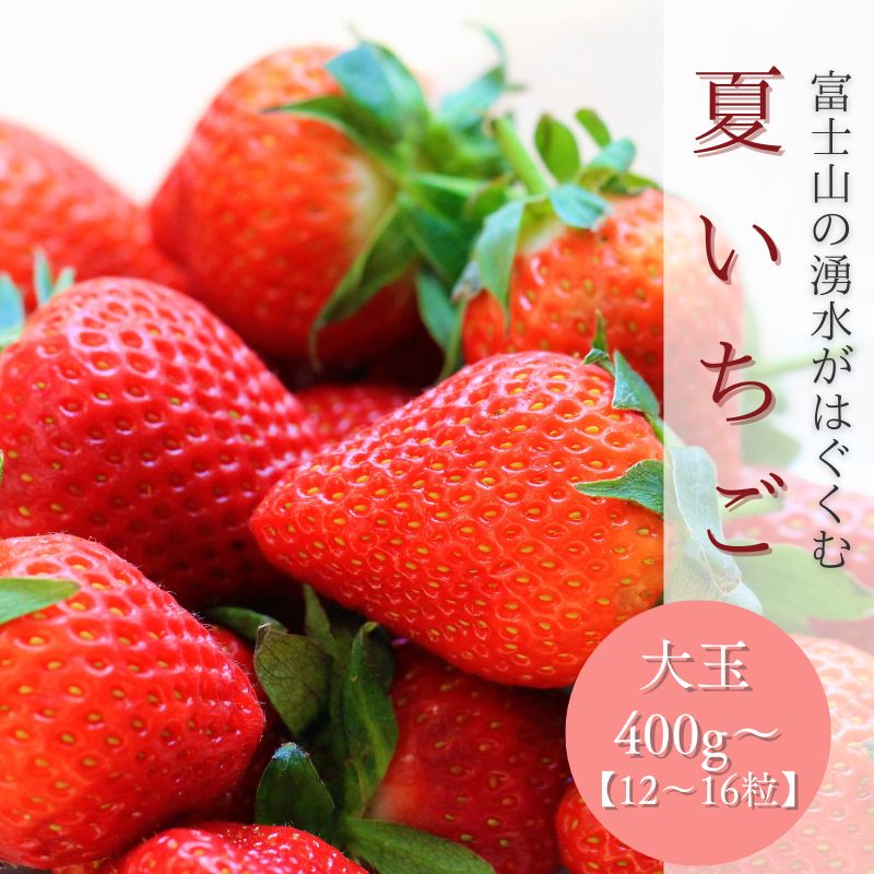 【ふるさと納税】【2026年 先行予約】【湧水のミネラルたっぷり！山梨の夏秋いちご】 大玉12～16粒入り(400g～) 【ユニファーム】｜ 苺 イチゴ ギフト 果物 フルーツ いちご 農園直送 大粒