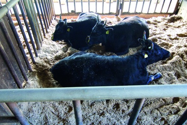 MC‐06　特産松阪牛サーロインステーキ_イメージ3