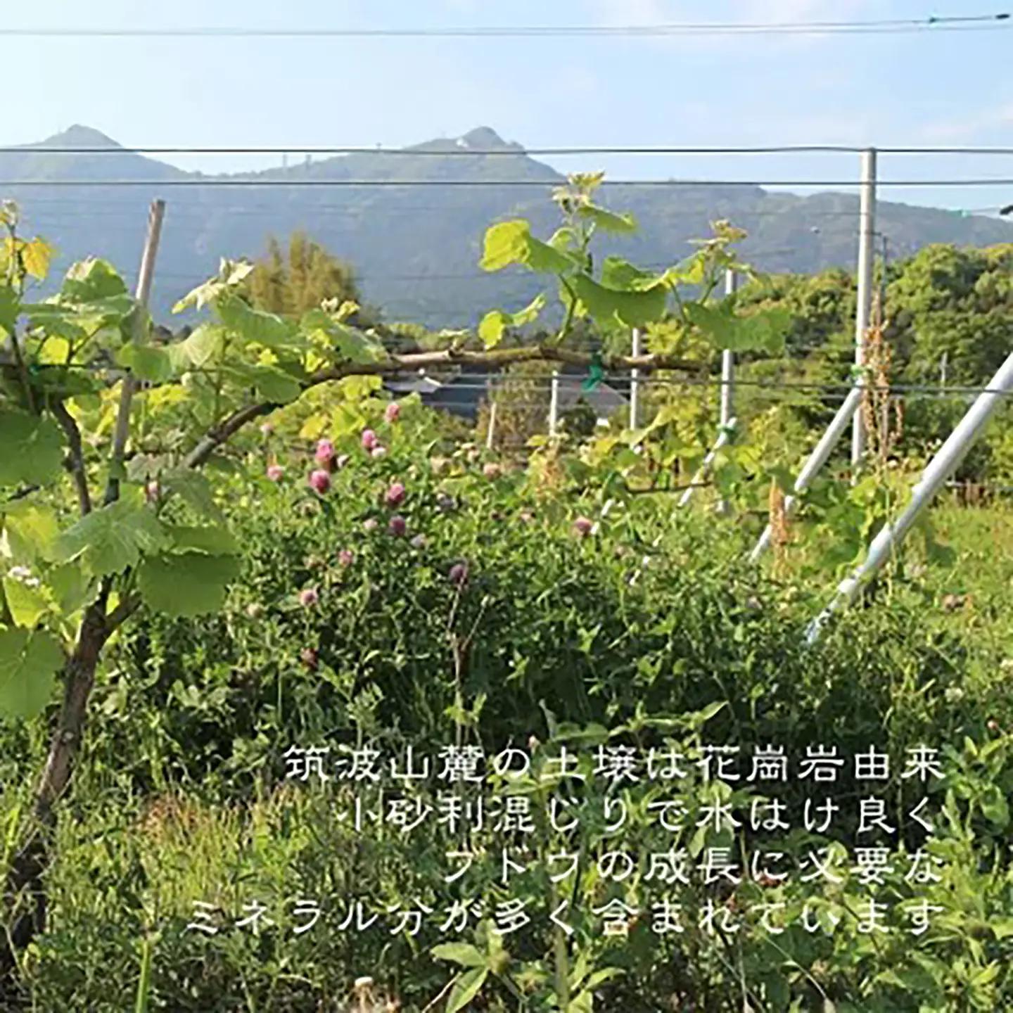 ぶどうジュース2本（白&黒 各1本）ぶどうジュース