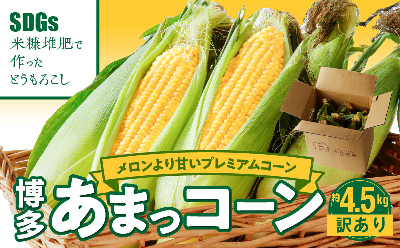 
            【ふくおかエコ農産物認証】【訳あり】農家直送！SDGs米糠堆肥で作った博多あまっコーンご家庭用カット品 4.5キロ以上（12～20本）【2025年6月より順次出荷】_ふくおかエコ農産物 産地直送 2025年6月より順次出荷 とうもろこし 訳あり 4.5kg 約 12本 〜 20本 博多あまっコーン 久留米産 ご家庭用 プレミアムコーン 野菜 酒見農産 お取り寄せ 久留米市 送料無料_Gv046
          