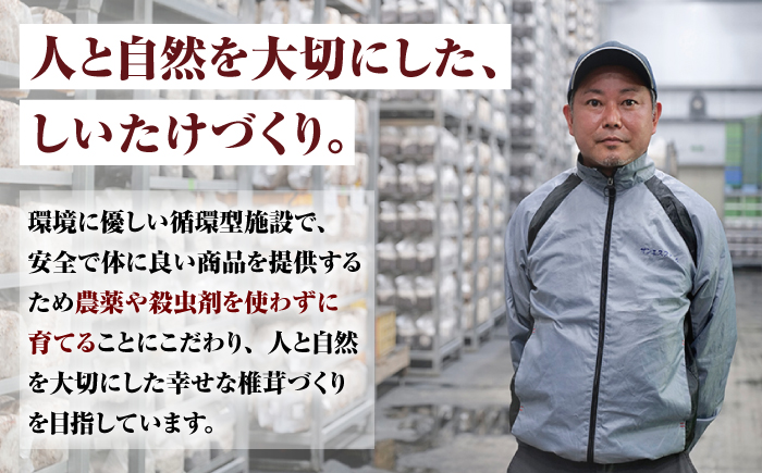 乾燥しいたけ 80g 2袋 計160g  / きのこ キノコ 茸 シイタケ  / 南島原市 / サンエスファーム [SBX004]