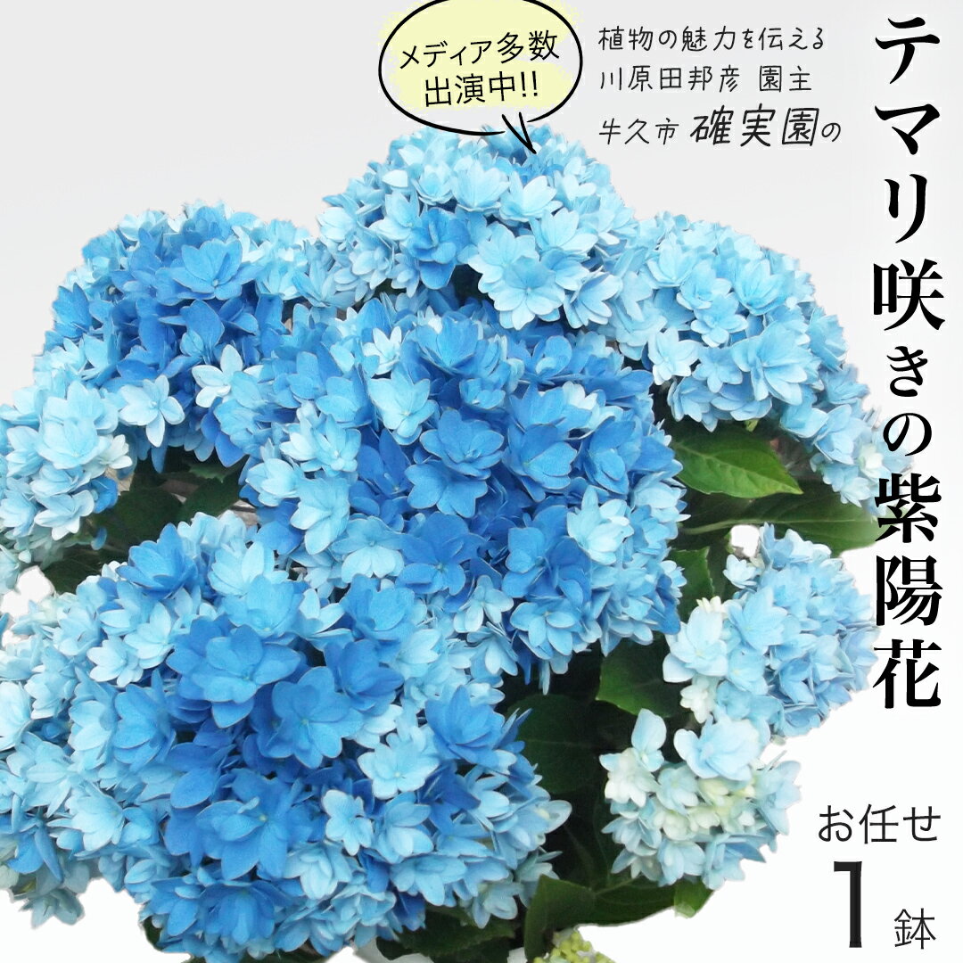 【ふるさと納税】≪先行予約≫アジサイ テマリ咲き【 おまかせ 1点 】 2026年4月上旬頃より発送開始 植物 花 インテリア フラワー 紫陽花 お花 園芸 初夏 贈り物 ギフト ガーデニング