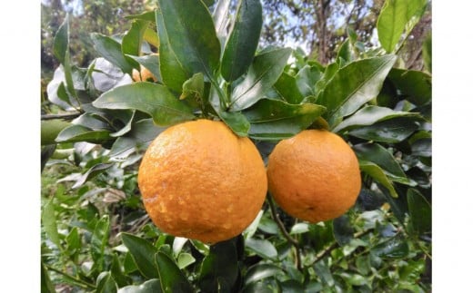 【2026年1月中旬以降発送】完熟！あま～い 屋久島ぽんかん 約3kg＜先行予約＞