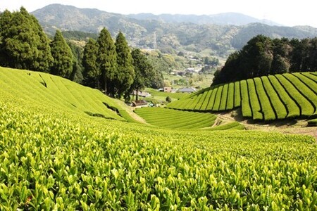 基山の翠(みどり)3本入【お茶 香り 甘み 渋み 旨み すっきり 甘味 味わい】 A2-F002002