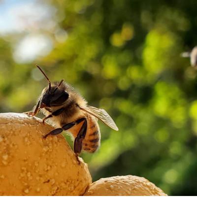 ふるさと納税 盛岡市 非加熱はちみつ　盛岡産りんご600g瓶 |  | 02