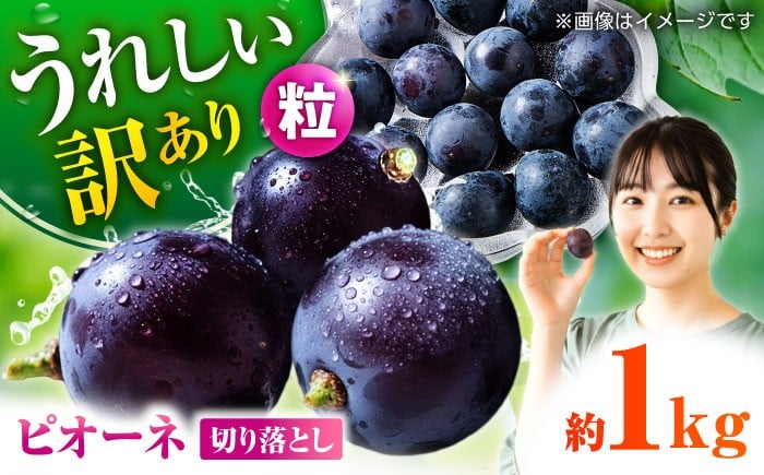 
            【先行予約】 訳あり ピオーネ ぶどう 切り落とし 約1kg ブドウ 葡萄 ぶどう わけあり おすすめ 国産 熊本県 山鹿 果物 くだもの フルーツ 人気 ランキング ブランド 特産品 種類 産地 九州 食品 季節 評価 レビュー 送料無料 【合同会社 社方園】[ZBZ007]
          