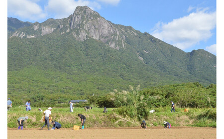 【2025年3月上旬頃から発送】屋久島産黒豚の豚味噌と屋久島産じゃがいもセット5kg＜農薬不使用＞
