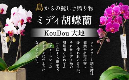 蘭 胡蝶蘭 熊本県産 ミディ胡蝶蘭 KouBou 大地 2本立ち