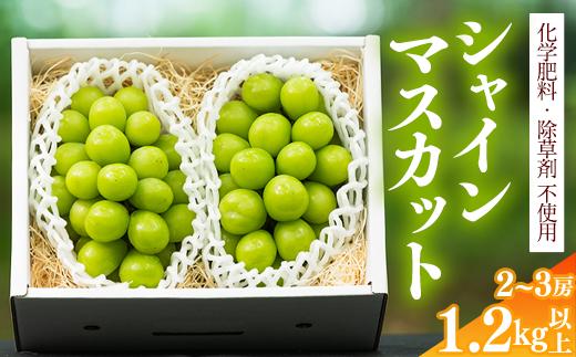 【満足の2～3房】こだわりのぶどう『シャインマスカット 1.2kg以上（2～3房）』 山形県産 【化学肥料 除草剤不使用】＜安全安心の栽培＞【2025年9月上旬頃～10月上旬頃発送予定】　016-B-AF010
