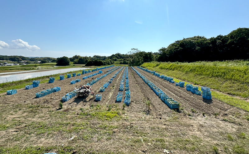 淡路島産たまねぎ 5kg 玉ねぎ タマネギ 甘い 兵庫県 洲本市 淡路島