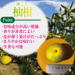 【2025年10月中旬順次発送】 ゆこう 1kg 柑橘 柚柑 ゆず すだち みかん 柚子 ユズ ダイダイ 酢  ゆこう ゆこう ゆこう ゆず ゆず ゆず
