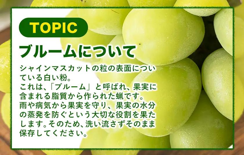 晴れの国頒布会 秋 おためし 無洗米 5kg シャインマスカット 600g