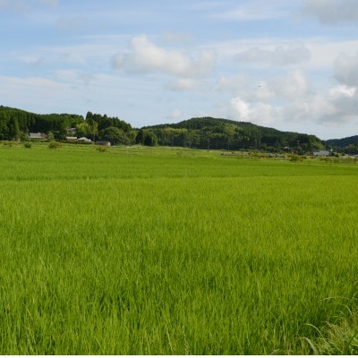 【令和6年産米】　ふっくら大粒　千葉県いすみ市産粒すけ　精米5kg