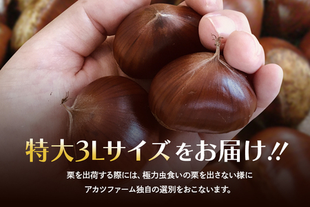 アカツファームの生栗 特大 3Lサイズ 1kg 栗 笠間 栗 くり 生栗 大きい 大粒 茨城 国産 国産栗 和栗 甘栗 栗ご飯 栗きんとん 栗おこわ 甘露煮 マロン 秋 旬 おやつ スイーツ きんとん