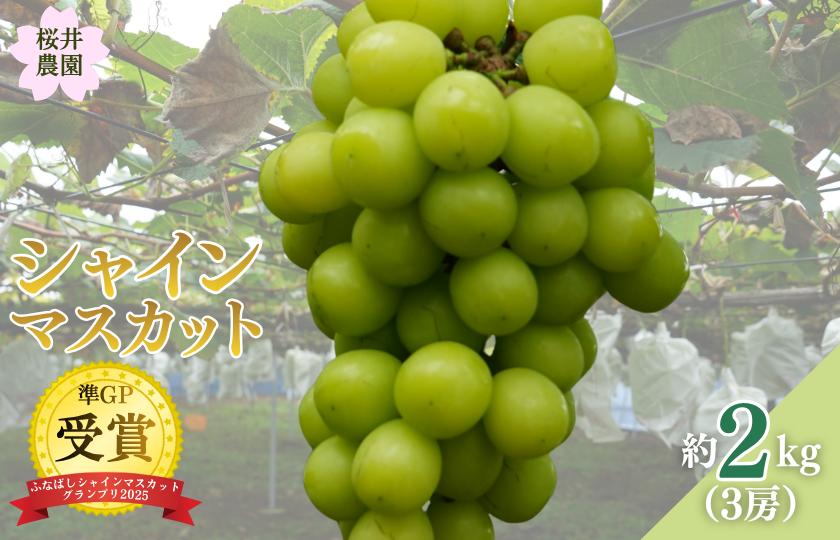 
                  桜井農園のシャインマスカット
                