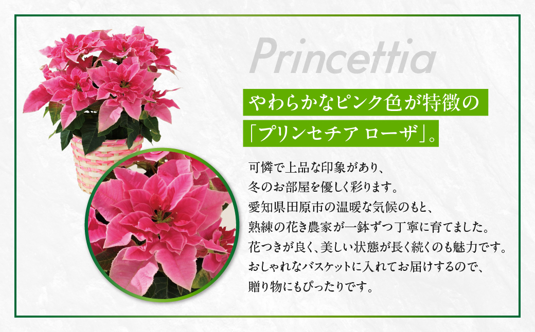 プリンセチア ローザ 観葉植物 植物 5号鉢 人気 おしゃれ かわいい お手入れ 室内 大鉢 中型 インテリア リビング 玄関 寝室 キッチン オフィス プレゼント ギフト 冬 クリスマス フラワーギ