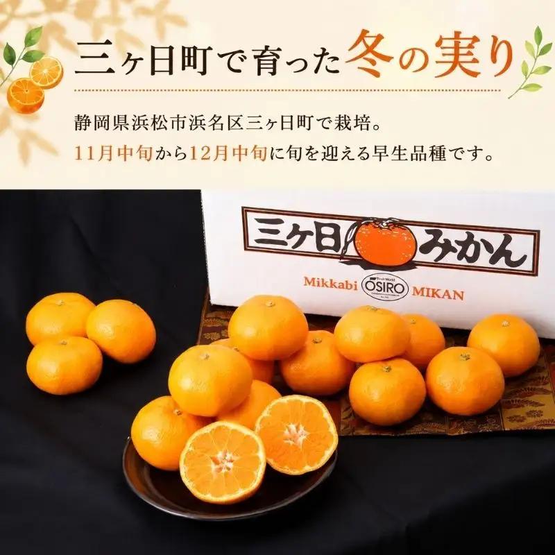 みかん 早生 約2kg 蜜柑 ミカン 果物 くだもの フルーツ みかん