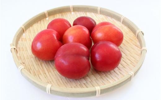 先行予約 すもも（大石）4kg ※5月下旬～6月中旬頃に順次発送予定【期間限定・2026/5/31まで】 / スモモ お取り寄せ 期間限定 夏 フルーツ 果物 和歌山県 田辺市【mtm013】