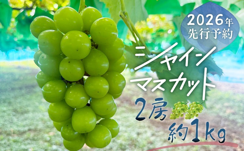 JX003 【2026年先行予約】シャインマスカット 2房　（約1.0kg）