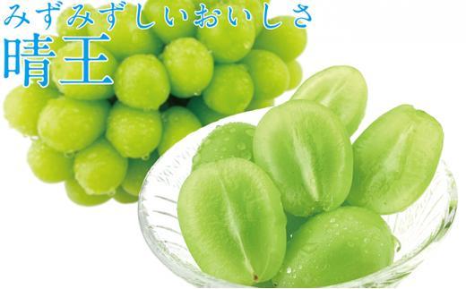 ぶどう 2024年 先行予約 9月・10月発送 シャイン マスカット 晴王 2房（合計約1kg）×2回 ブドウ 葡萄  岡山県産 国産 フルーツ 果物 ギフト [No.5220-1666]