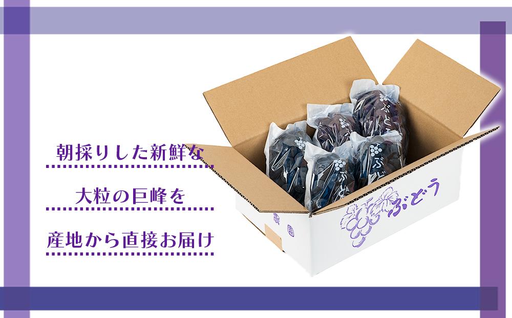 [産直]有田巨峰村の朝採り巨峰　約2kg★2025年８月中旬頃より順次発送    BZ001