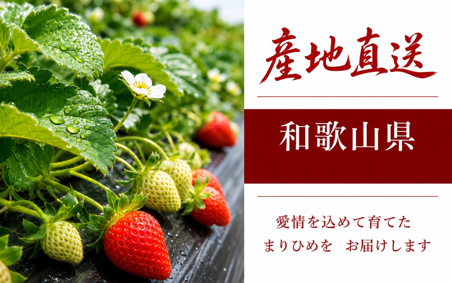  紀州 和歌山 ブランド いちご まりひめ 約250g×4P / 苺 果物 フルーツ 甘い ※2027年1月上旬頃〜３月上旬頃に順次発送予定（お届け日指定不可） ※離島への配送不可 【uot500-2