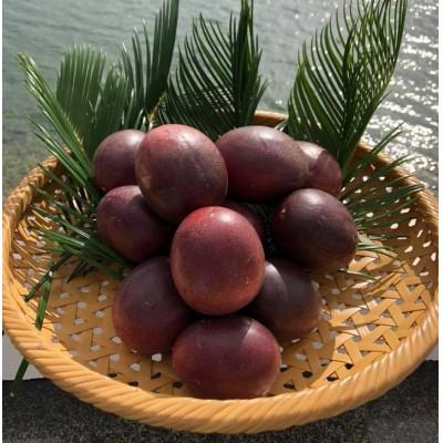 ふるさと納税 奄美市 高糖度!パッションフルーツ　約1kg【2026年発送】 |  | 01