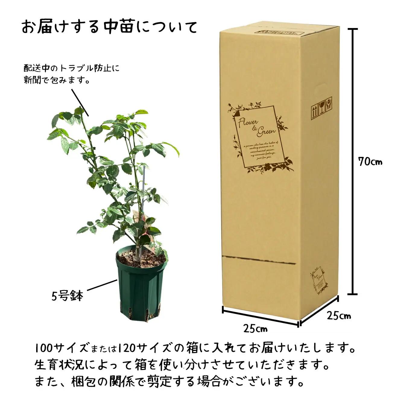 ＜色で選べる♪＞花巻温泉バラ園で育った「バラ中苗」5号サイズ -ピンク-【1857】-<2026年3月より発送>