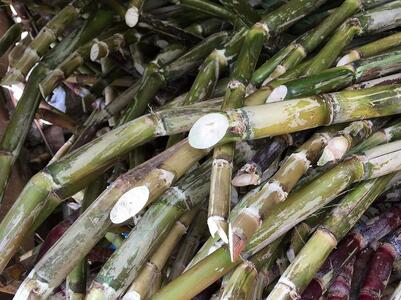 『真きび酢』200ml×3本＜奄美 加計呂麻島 本格きび酢＞