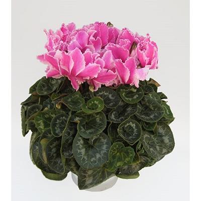 ふるさと納税 藤枝市 高級シクラメン鉢植え　ピンク5号 |  | 02