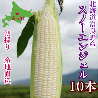 
            ＜2025年出荷＞白いとうもろこし「スノーエンジェル」北海道富良野産 L～2L 10本入【1405480】
          