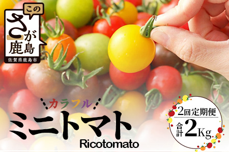 【先行予約】 カラフルミニトマト『Ricotomato』 【1kg×2回定期便】【2026年1月から出荷】 D-92