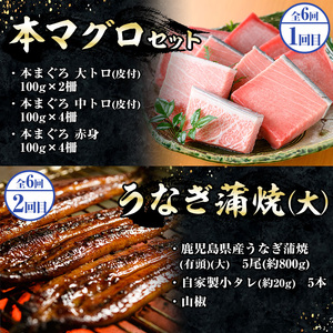 ＜6ヶ月定期便＞いちき串木野プレミアム定期便（マグロ・鰻・牛肉）【PT-004H】