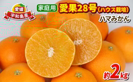 愛果28号 2kg 家庭用 ハウス栽培 先行予約 ハマみかん ハウスみかん 果物 くだもの フルーツ 柑橘 みかん 高級 ブランド ゼリー プルプル 甘い 限定 品種 蜜柑 mikan 愛媛蜜柑 愛媛みかん 農家直送 産地直送 数量限定 国産 愛媛 宇和島 B012-075001