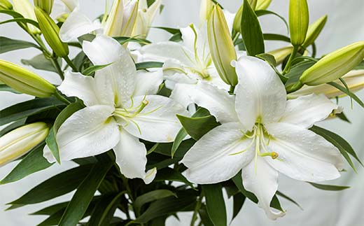 ユリ専門＜深花園＞観賞用ゆり オリエンタルリリー 白 5~6輪 20本  植物 フラワー 花 F23R-531