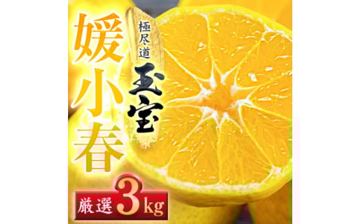＜愛媛名産＞玉宝媛小春(ひめこはる)　3kg＜E64-86＞【1623969】