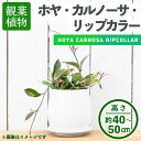 【ふるさと納税】＜観葉植物＞ホヤ・カルノーサ・リップカラー(6号) (陶器鉢・受け皿付) 観葉植物 植物 インテリア 開店祝い 移転祝い おしゃれ 室内 ギフト プレゼント オフィス 陶器鉢 受け皿 玄関 小型 個性【m24-13】【アイエヌエー】