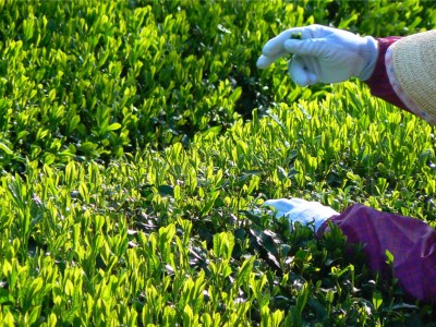 KH-04　日本三大産地のひとつ「伊勢茶」詰め合わせB